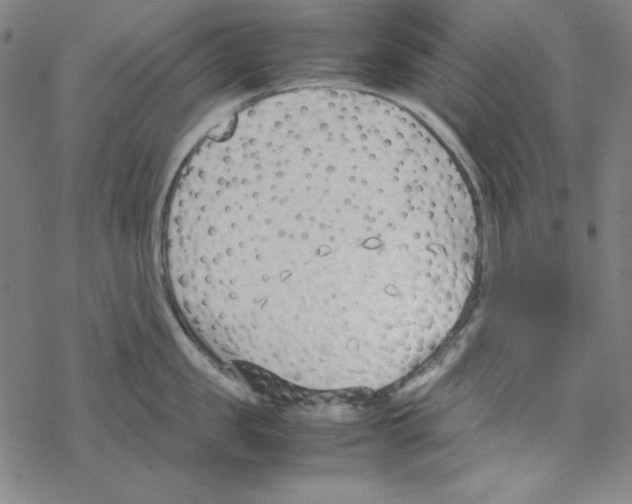 X0000067520957200605051851