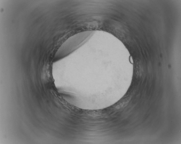 X0000067520962200605051850