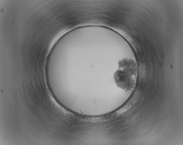 X0000067520998200605051850