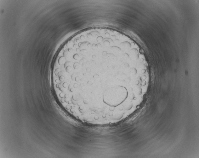 X0000067521036200605051849