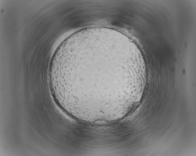 X0000067521239200605051846