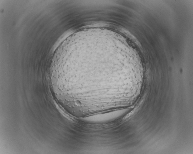 X0000067521425200605051843