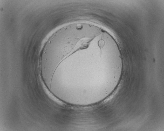 X0000067521526200605051841