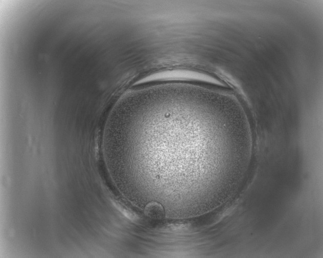 X0000067530065200604150236