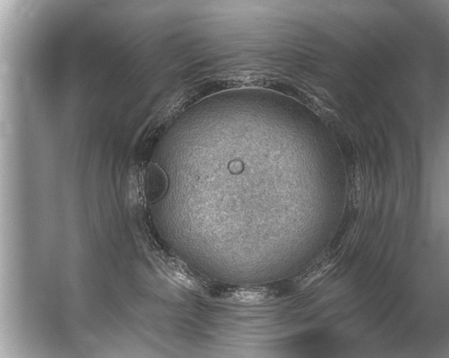 X0000067530236200604150233