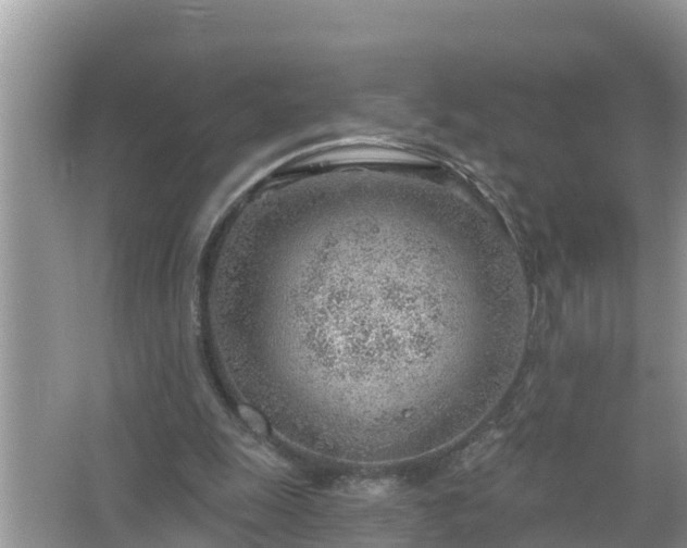 X0000067530247200604150233