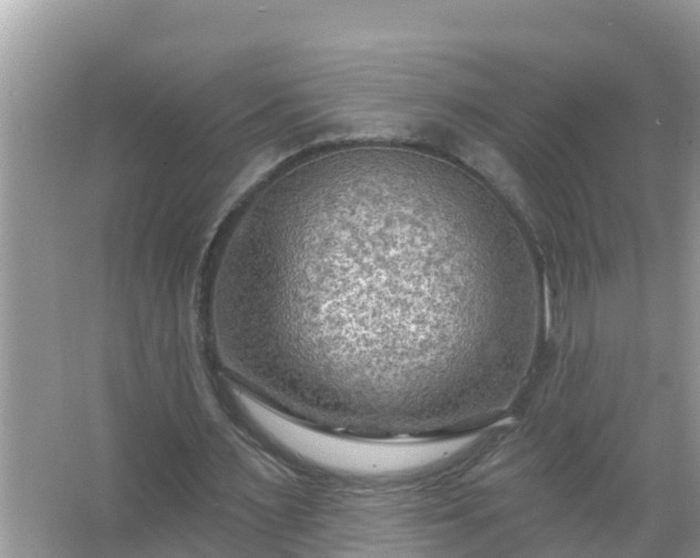 X0000067530483200604150229