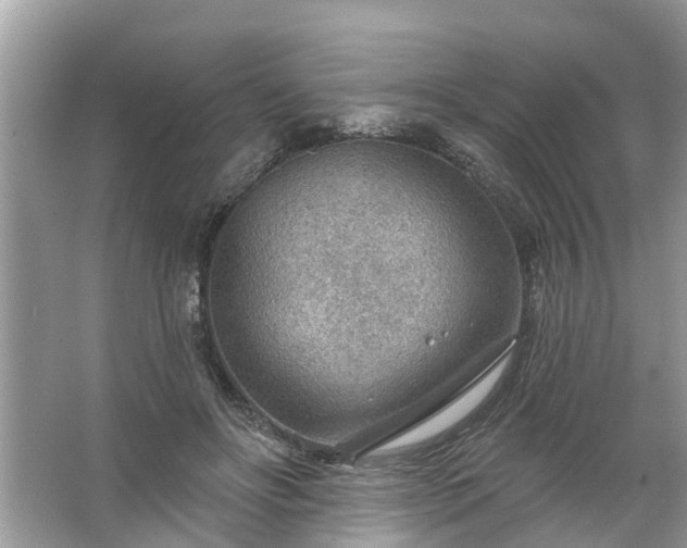 X0000067530502200604150229