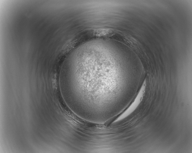 X0000067530510200604150229