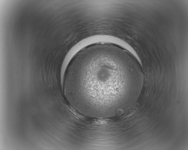 X0000067530523200604150229