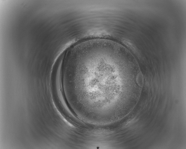 X0000067530630200604150226