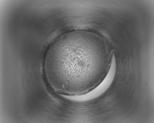 X0000067530687200604150226