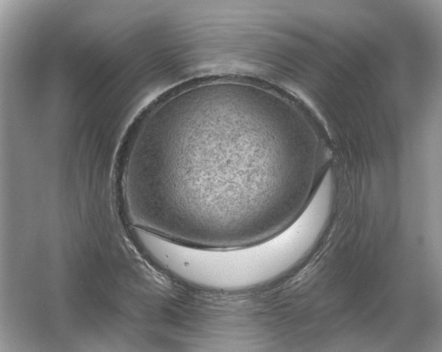 X0000067530975200604150221