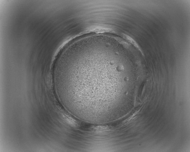 X0000067531027200604150220