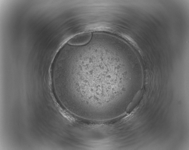 X0000067531031200604150220