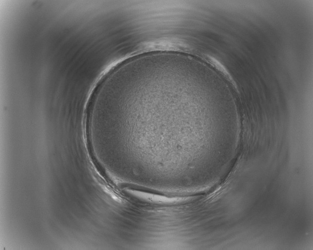 X0000067531035200604150220