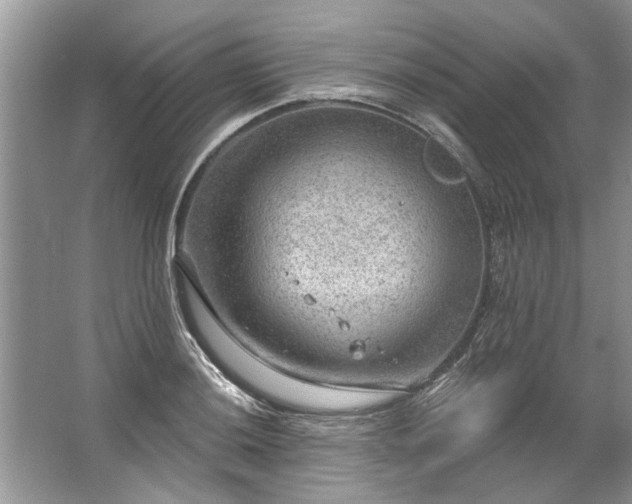 X0000067531036200604150220