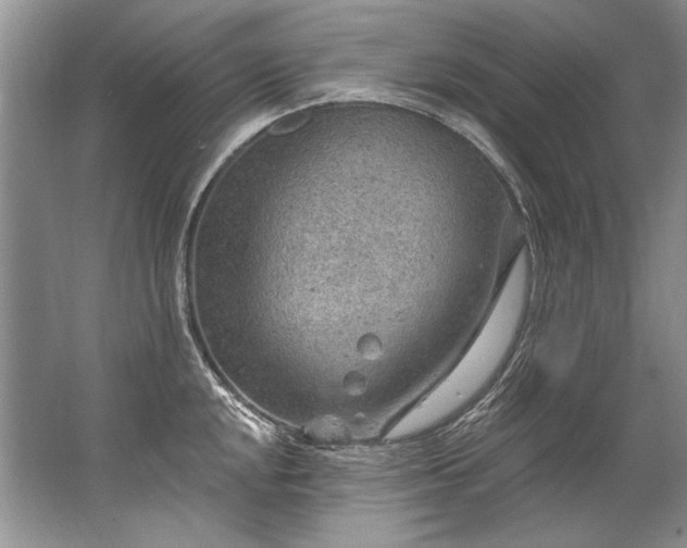 X0000067531048200604150220