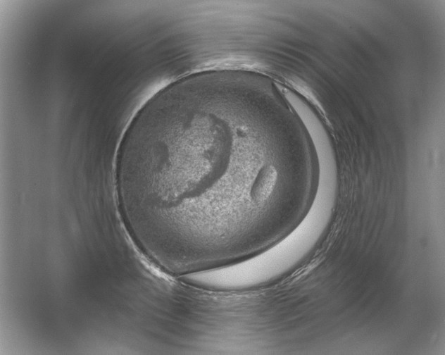 X0000067531087200604150219