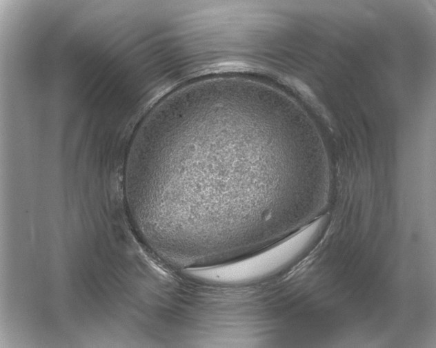 X0000067531225200604150217