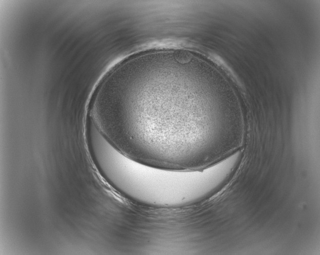 X0000067531232200604150217