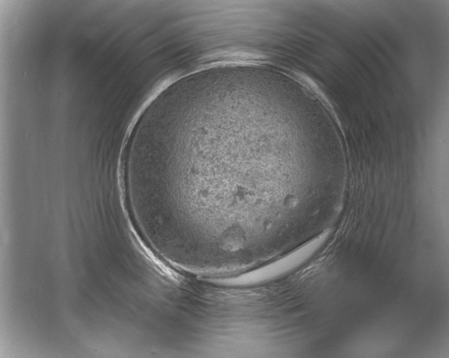 X0000067531243200604150217