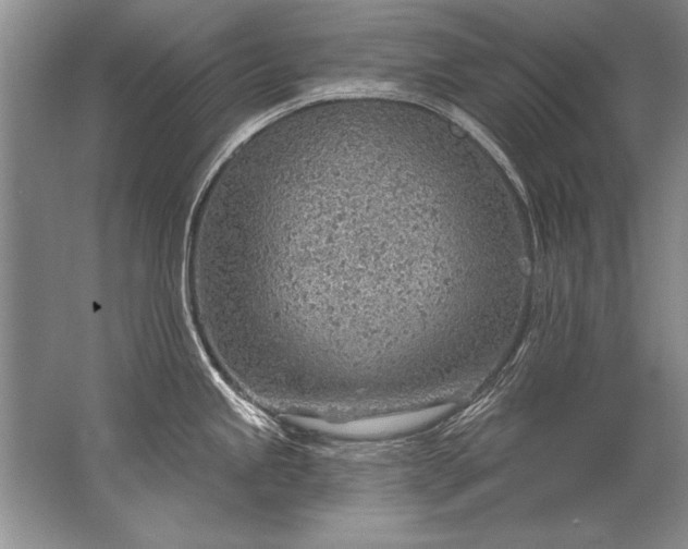 X0000067531245200604150217