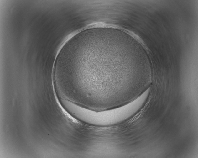 X0000067531247200604150217