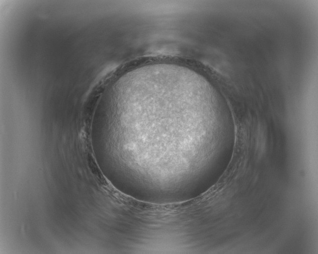 X0000067531254200604150216