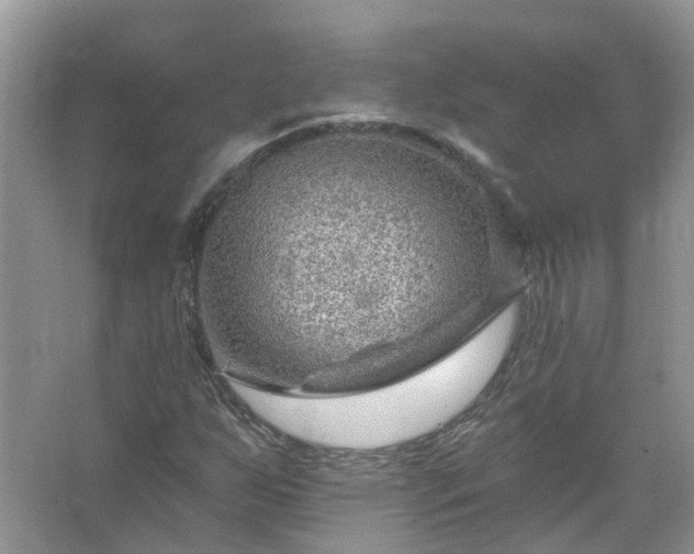 X0000067531255200604150216