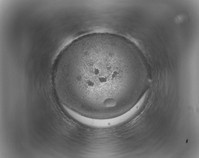 X0000067531263200604150216