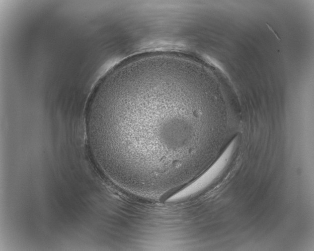 X0000067531267200604150216