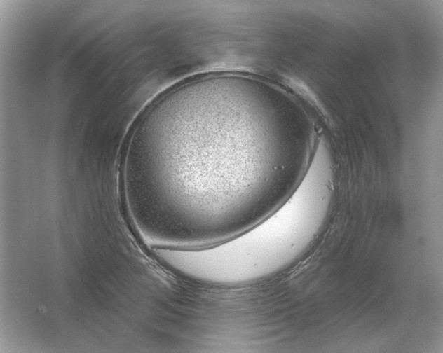 X0000067531268200604150216