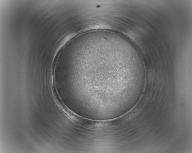 X0000067531274200604150216