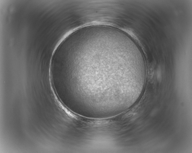 X0000067531294200604150216