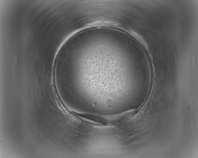 X0000067531296200604150216