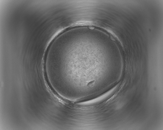 X0000067531325200604150215