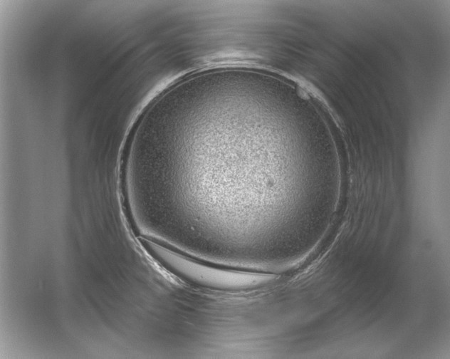 X0000067531333200604150215