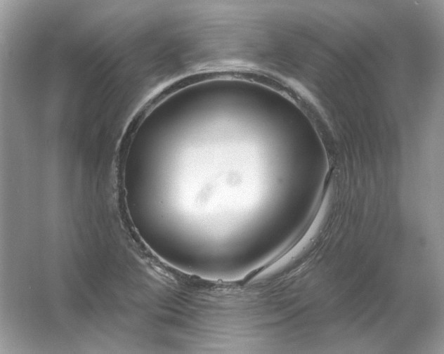 X0000067531364200604150215