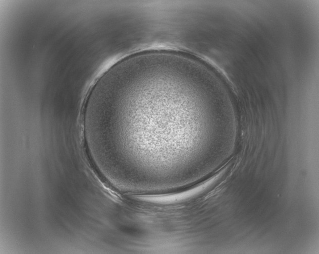 X0000067531367200604150215