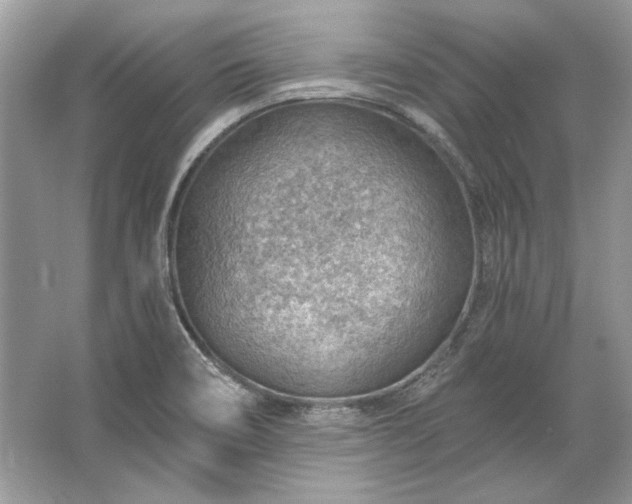 X0000067531466200604150213