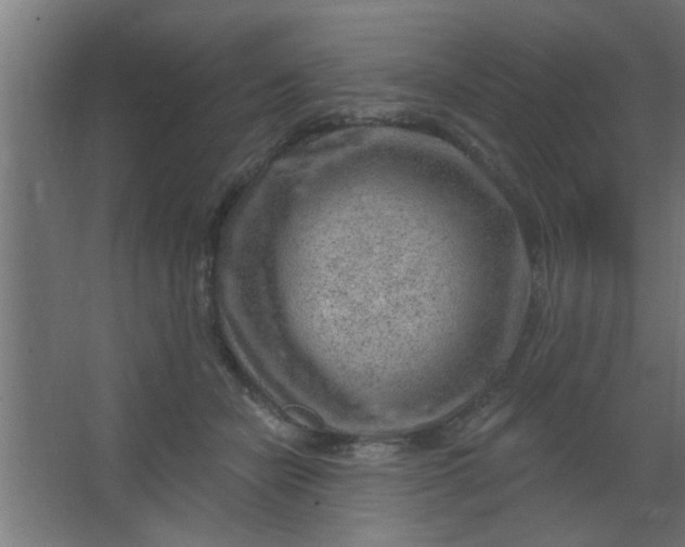 X0000067530462200604211848