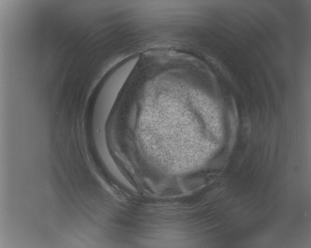 X0000067530626200604211844