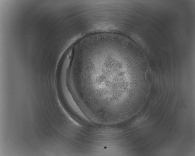 X0000067530630200604211844