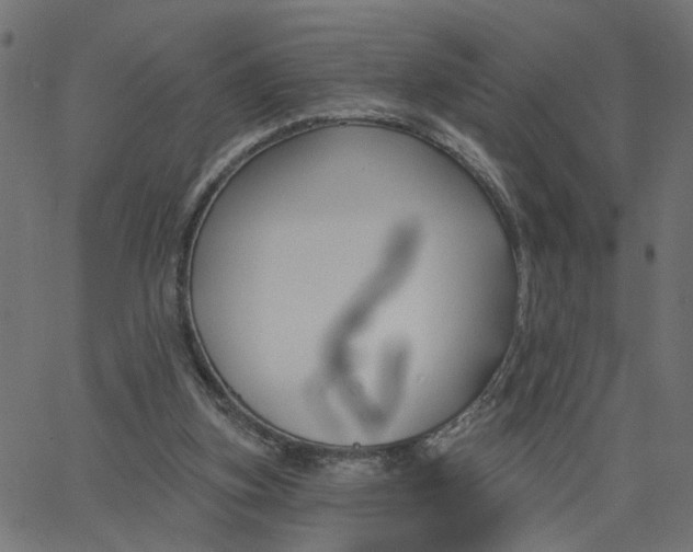 X0000067530155200604281708