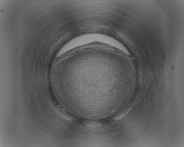 X0000067530258200604281707