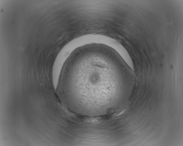 X0000067530523200604281703