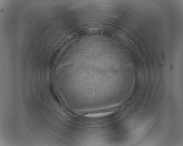 X0000067530654200604281701