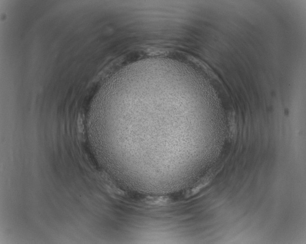 X0000067530667200604281701