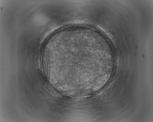 X0000067531262200604281650